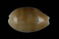 藏品(紫口寶螺)的圖片